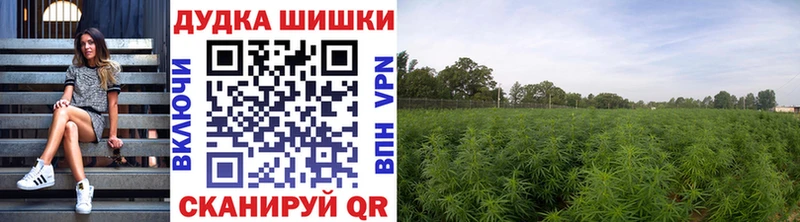 Купить где Тара Бошки Шишки Bruce Banner